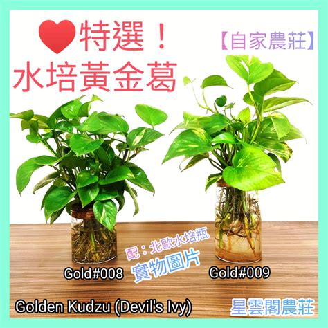 辦公室水種植物風水|【懶人植物指南】15種水種的室內植物 淨化空氣及使家居及辦公。